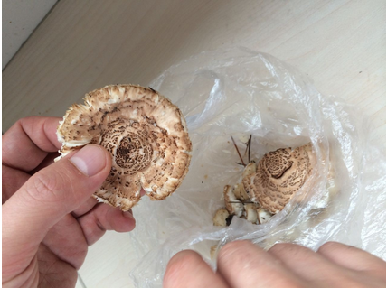 打工人员误食的毒蘑菇